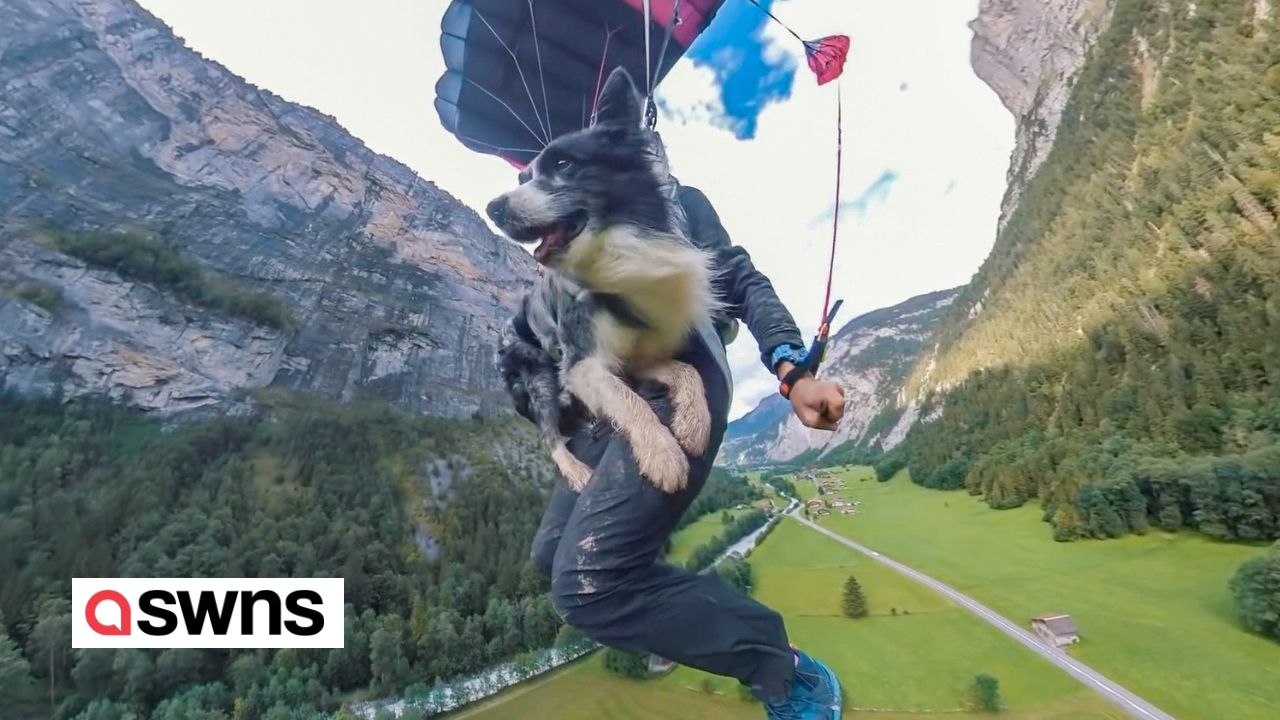 Wagemutiger Hund springt mit Fallschirm von 600 Metern Klippe