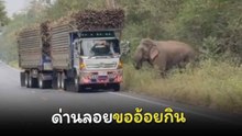 แปร๊น แปร๊น...  "เจ้าอ้วน" ช้างป่าขาใหญ่เขาอ่างฤาไน ตั้งด่านลอยขออ้อยกิน