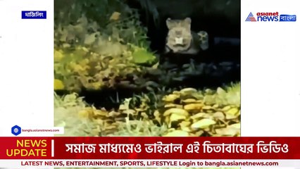 সাংঘাতিক! টুং স্টেশনে ঘাপটি মেরে শুয়ে আছে বুড়ো চিতাবাঘ!