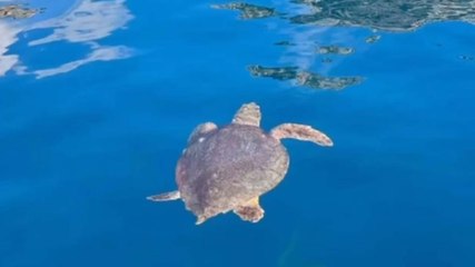 Caretta caretta'nın Akdeniz yolculuğu