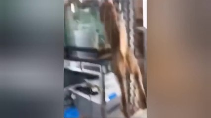 Hilarious Moments of Funny Cats - A Joyful Ride of Laughter