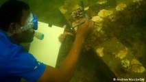 Restoring the coral reef in Kenya