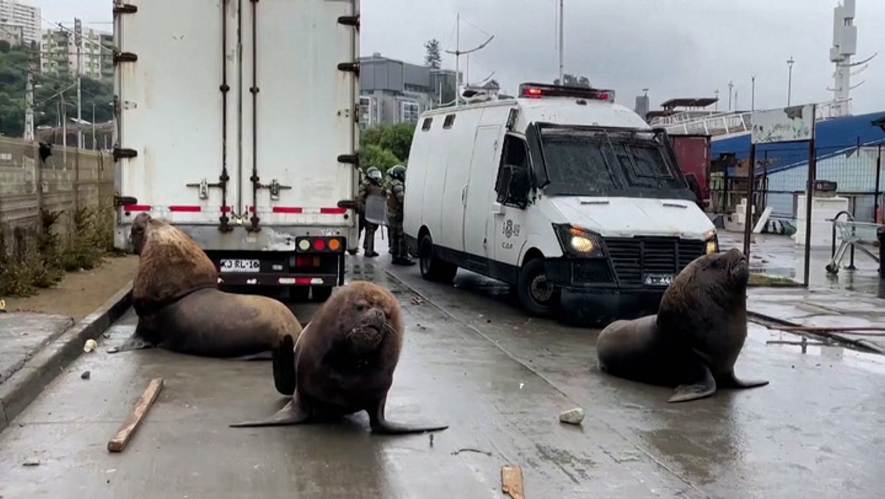 Sea lions stroll along street during Chile fishermen protest