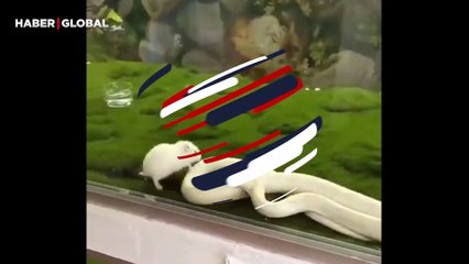 Fareyi yemek isterken kendini ısıran yılan, fareyi de şaşırttı