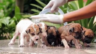 Cute Puppy - Funny and Cute Dog Videos Compilation, #puppies #babydogs #funnypuppy
