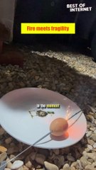 Eggsplosive Science: Firecracker vs. Egg Explosion! 💥