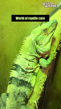 Iguana Skin Shedding Spectacle♻️ || Best of Internet