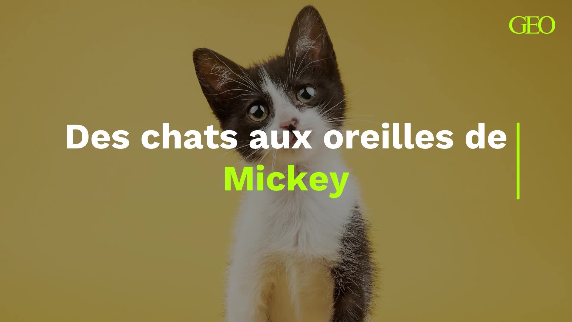 Des chats aux oreilles de Mickey - Vidéo Dailymotion
