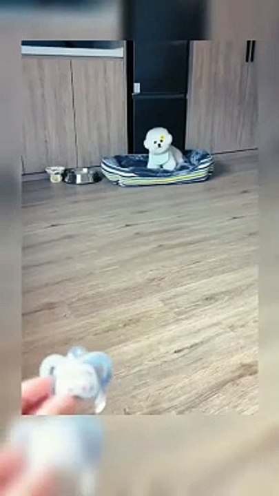 Funny Dog 