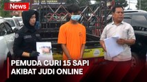 Nekat Curi 15 Ekor Sapi Akibat Kecanduan Judi Online, Pemuda di Sleman Ditangkap