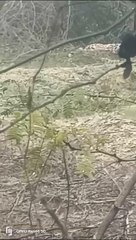 लेपर्ड दिखने से ग्रामीणों में हडक़ंप, चार घंटे फंसा रहा तारबंदी में