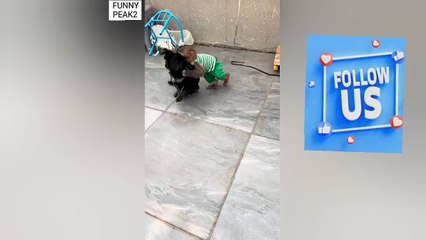 See How Dog Beats cat