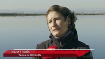 La llegada de flamencos a l'Albufera genera daños en los cultivos de arroz