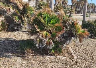 Palme alla Marina tra incuria e parassiti