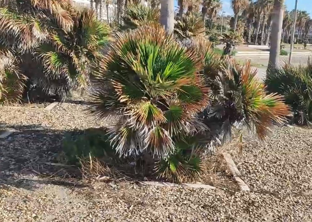 Palme alla Marina tra incuria e parassiti