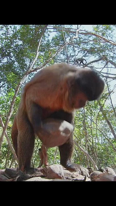 Monkey is really smart