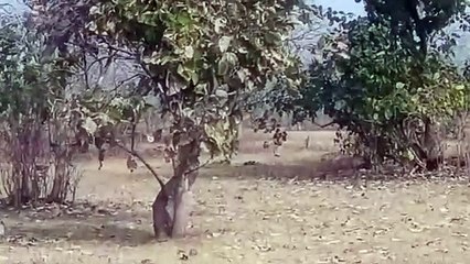 नए साल से पहले चीता आकर चला गया,  दे गया खुश खबर...नामीबिया से कम नहीं बारां के जंगल