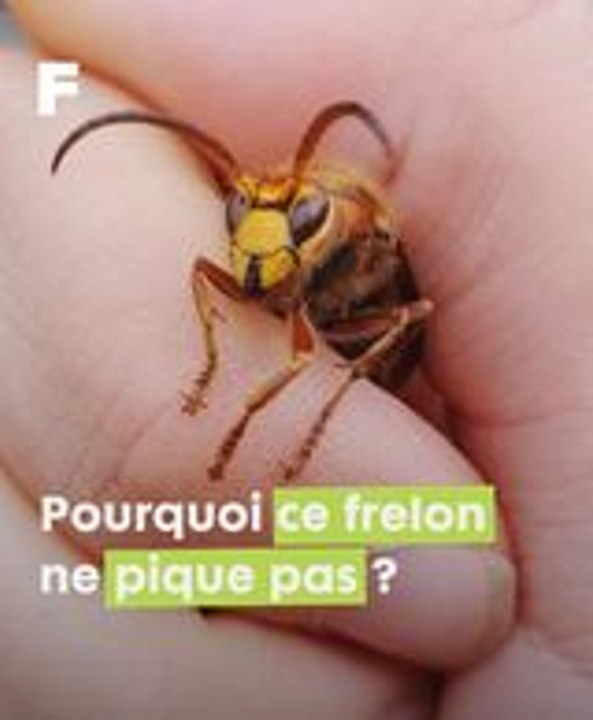 Pourquoi ce frelon ne pique pas ?