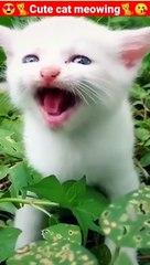 Cat Meowing｜Cat Sound｜ Cute Cat Videos #shorts #cat #cats #dog #puppy #catlover #catfunnyshorts