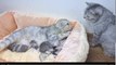 Daddy cat meets his newborn kittens