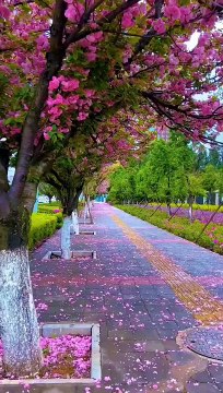 Status videos || reels || Instagram reels