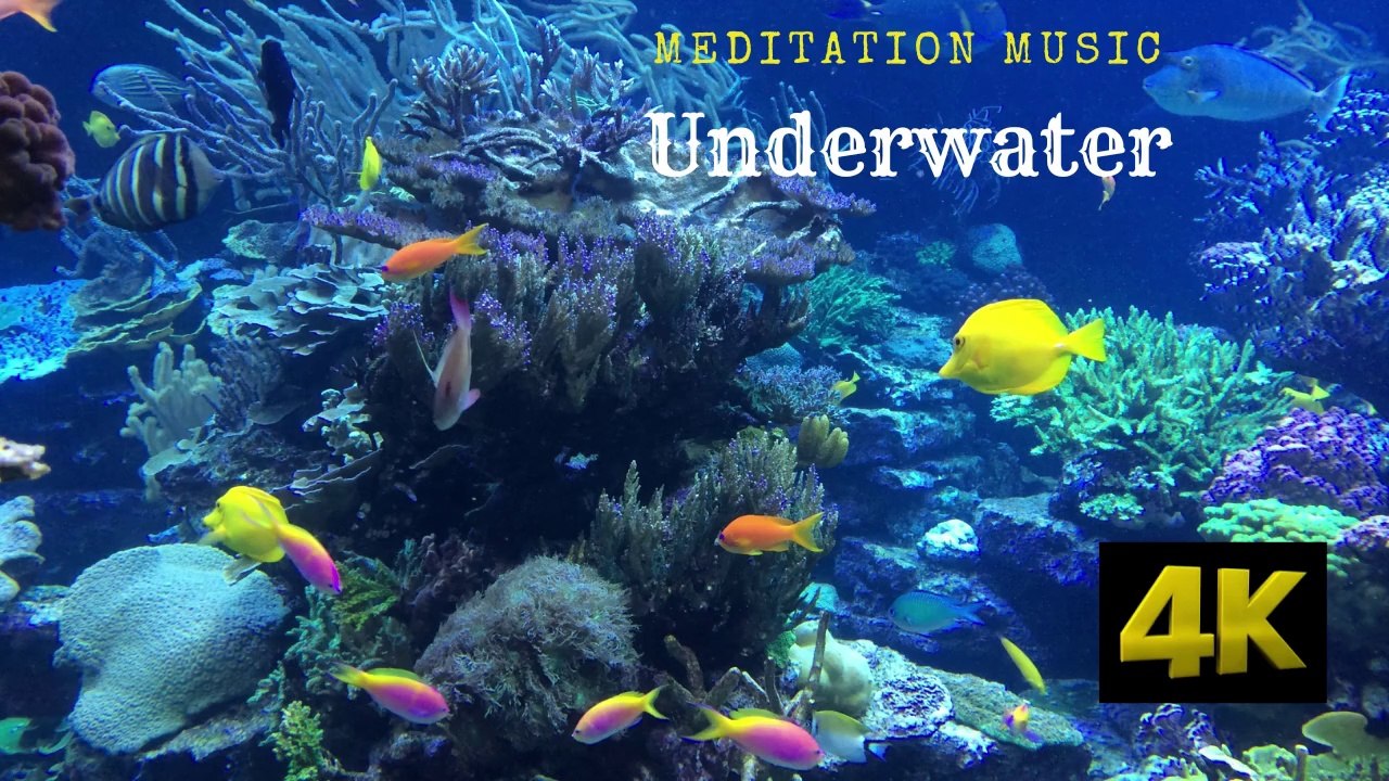 Discover the 4K Underwater Wonders of the Red Sea: Coral Reefs & Colorful Sea Life with Relaxing Music