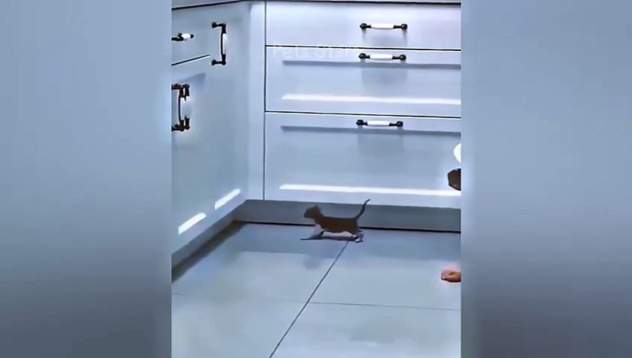 #ytshortsindia morsomt haha #comedys #babs #comedyshorts #cuteanimals #ytshortsindia​​​ #cutebaby #comdy #comedys #babs #comedyshorts #cuteanimalsytshortsindia #ytshortsindia 有趣哈哈 #cutebaby #comdycomedys #ba# Comedysh56
