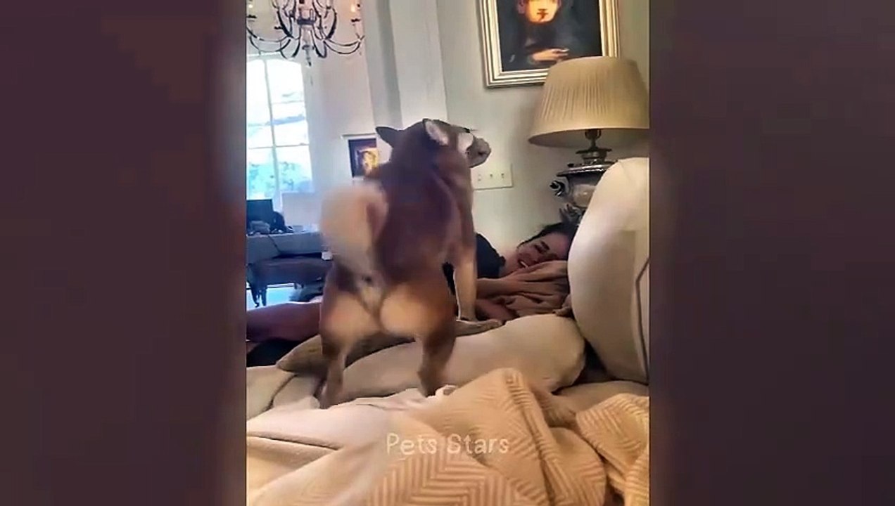 #ytshortsindia morsomt haha #comedys #babs #comedyshorts #cuteanimals #ytshortsindia​​​ #cutebaby #comdy #comedys #babs #comedyshorts #cuteanimalsytshortsindia #ytshortsindia 有趣哈哈 #cutebaby #comdycomedys #ba# Comedyshorts #cuteanimals#ytshortsindia#ytshor