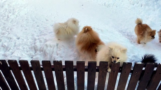 puppy dog videos and cute animals,Funny Dog puppies doing funny.