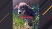 Dumped senior dog's heartbreaking cry