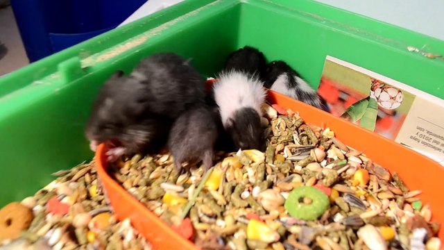 RESCATO 3 HÁMSTERS DE LA CALLE Y NACEN 10 BEBÉS PARTE 8 | LOS BEBÉS NO PARAN DE ANDAR Y COMER SOLOS