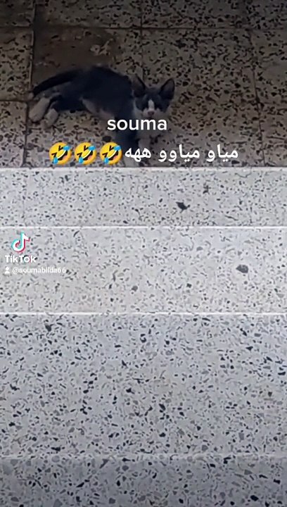 عالم الحيوانات