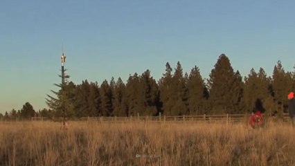 What If Everyone Planted Their Own Christmas Tree?