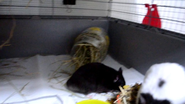 RESCATO 3 HÁMSTERS DE LA CALLE Y NACEN 10 BEBÉS PARTE 12 | FALTAN JAULAS PARA SEPARARLOS A TODOS