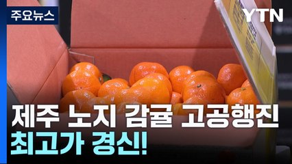 제주 노지 감귤 고공행진...최고가 경신 / YTN