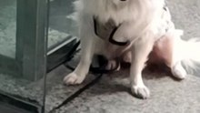 A dog waiting for a turn to buy