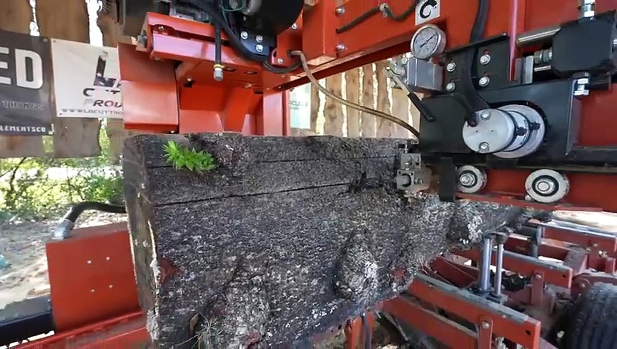 This Monkey Tree Was Quite The Puzzle!