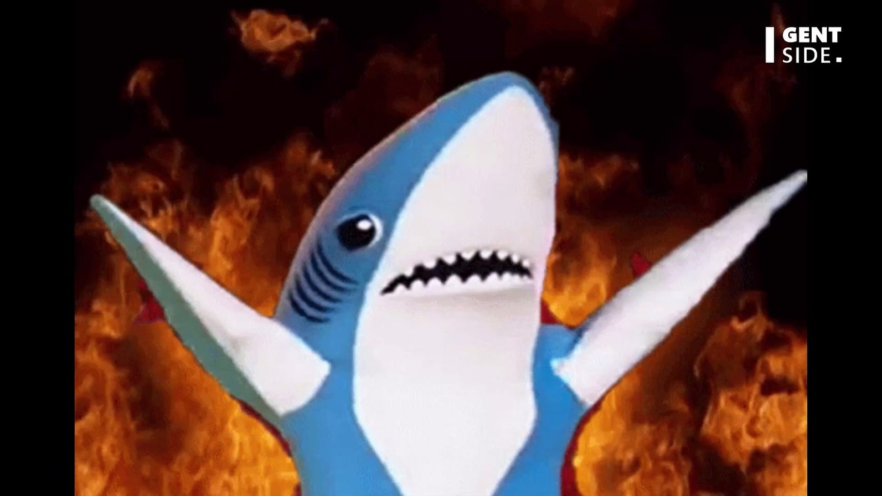 Un requin soyeux capable de régénérer son aileron a été détecté pour la première fois