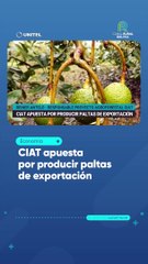 CIAT apuesta por producir paltas de exportación