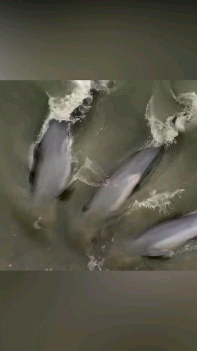 Why Would These Dolphins Strand Themselves？