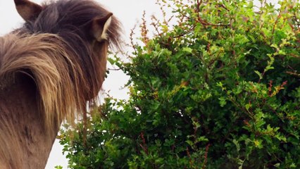 Wild Isles S01e03 Grasslands