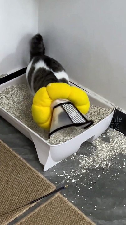 you will Laugh Out Loud in this video