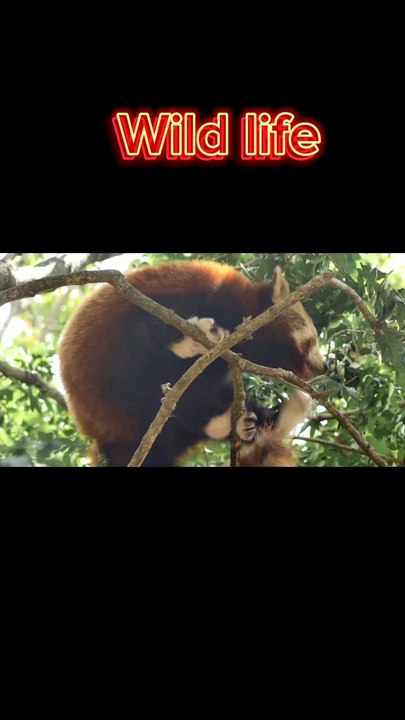 wildlife