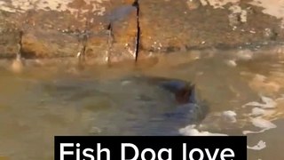 Dog fish romantic seeing