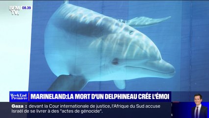 Marineland: la mort d'un bébé dauphin de 48 heures crée l'émoi