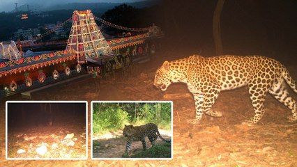 తిరుమలలో క్రూరజంతువుల క్యూ.. ఉలిక్కిపడుతున్న భక్తులు..| Tirupati | Telugu Oneindia