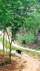 Cat comedy at its finest_ hilarious videos to uplift your mood_ _Petlovers _cutecats _funnycats(MP4)