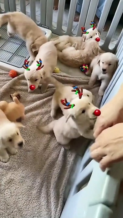 Cute puppies 