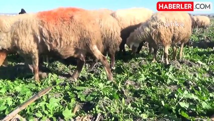 Yem fiyatlarındaki artış küçükbaş hayvan besicilerini zorluyor