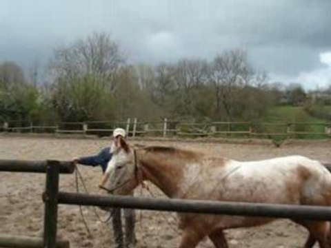 méthode éthologique : les allures sur un cercle.